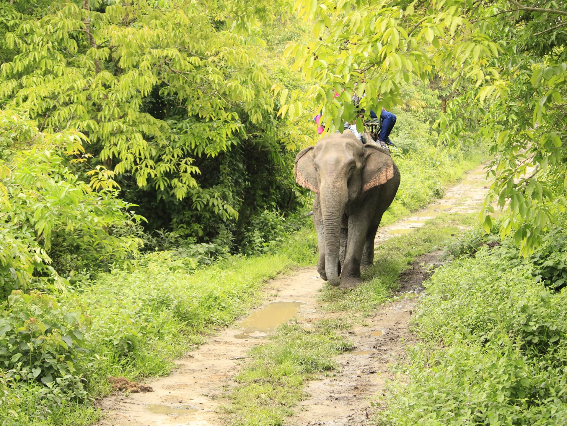National Elephant Day