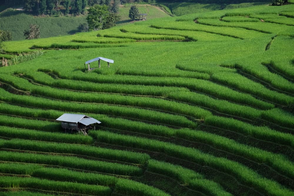 Baan Pa Pong Piang Rice Terraces