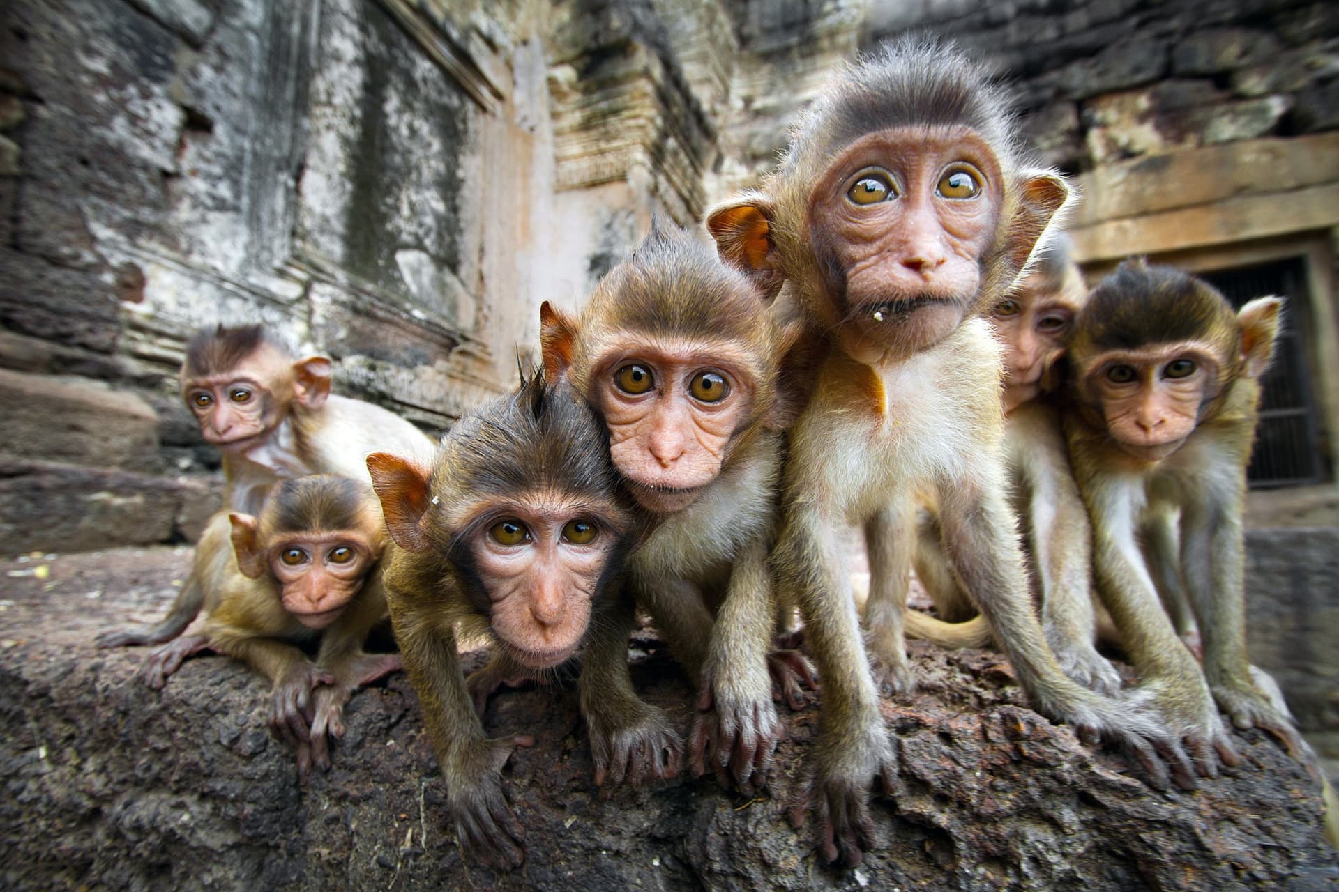 What animals can you see in Thailand?