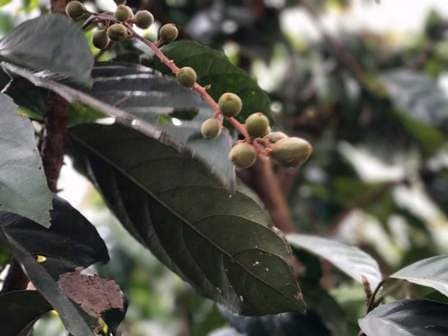 Coffee Plantations of Mondulkiri