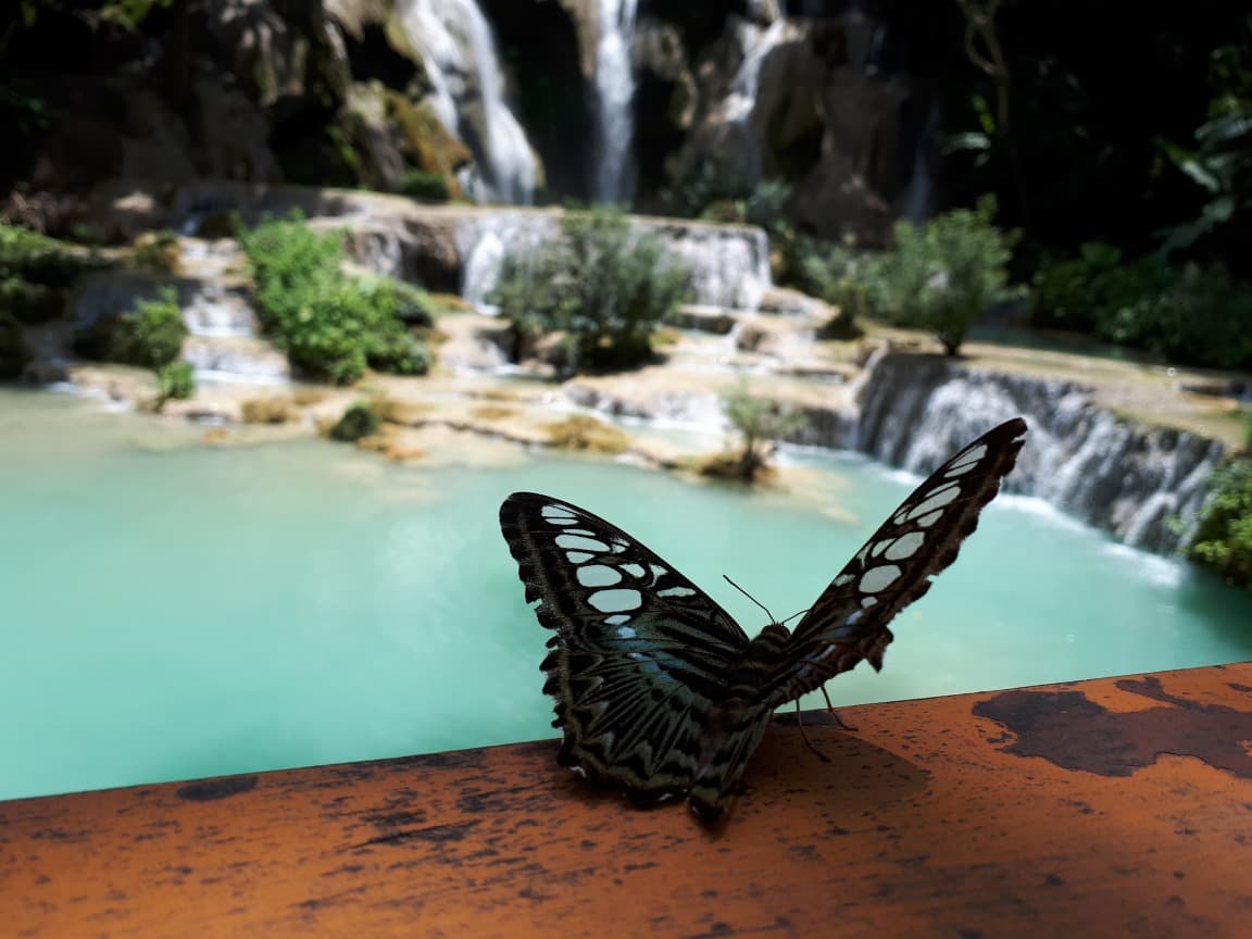 Kuang Si Butterfly Park