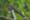The Asian Koel, the bird you hear screaming everywhere in Thailand