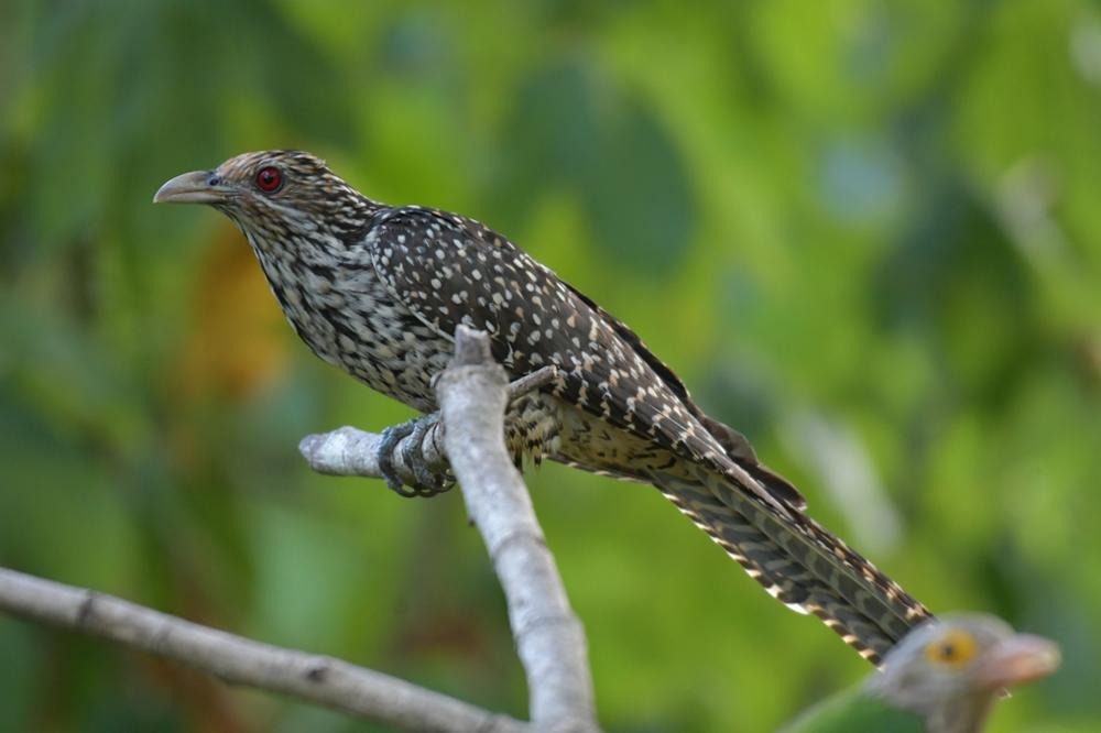 The asian koel the bird you hear screaming everywhere in thailand