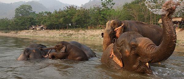 Seeing elephants in Thailand: 5 responsible refuges and sanctuaries