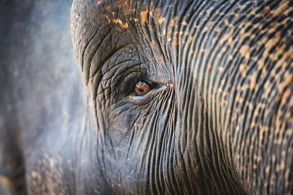 Seeing elephants in Thailand: 5 responsible refuges and sanctuaries