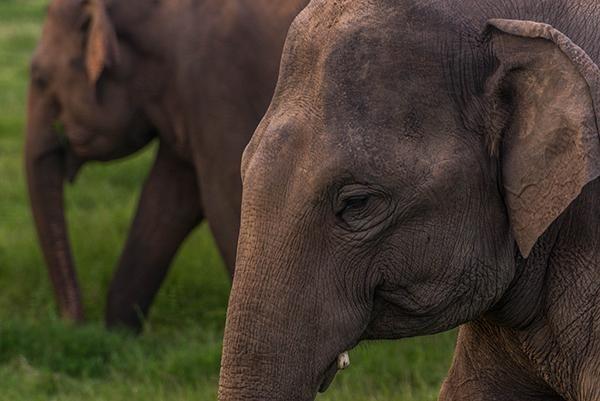 Seeing elephants in Thailand: 5 responsible refuges and sanctuaries