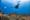 Best Diving Sites in Koh Tao
