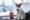 Traveling to Thailand with your pet